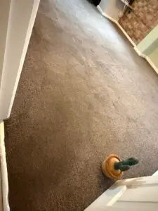 After Dog Urine clean2 (Medium)
